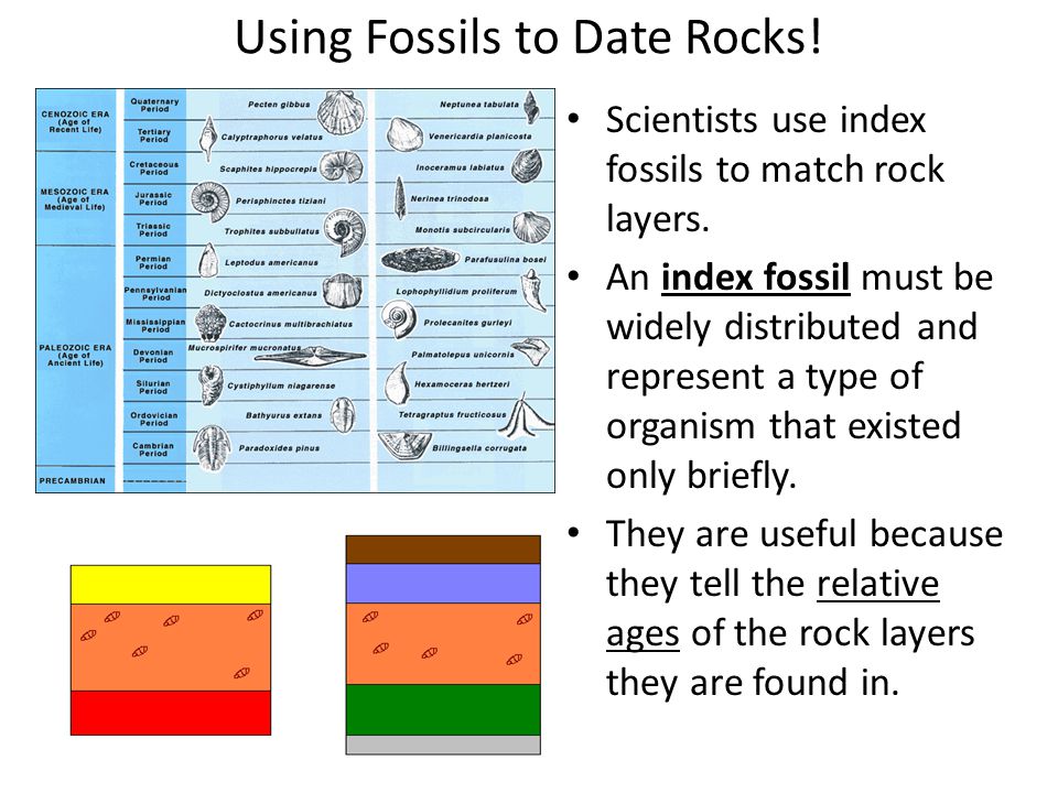fossil dating assumptions